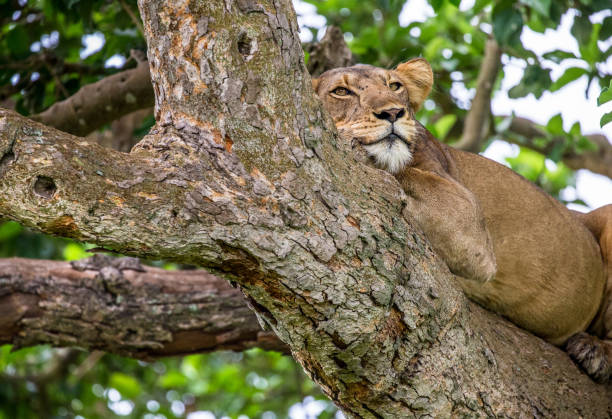 istock Lioness lying on a big tree. Close-up. Uganda. East Africa. 697008466