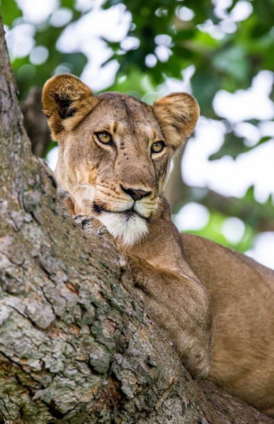 istock Lioness lying on a big tree. Close-up. Uganda. East Africa. 697008518