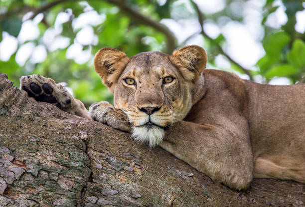 istock Lioness lying on a big tree. Close-up. Uganda. East Africa. 697008520