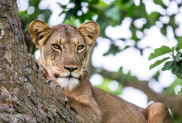 istock Lioness lying on a big tree. Close-up. Uganda. East Africa. 697008546