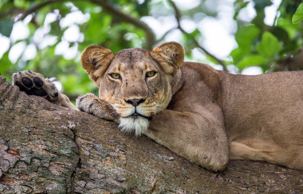 istock Lioness lying on a big tree. Close-up. Uganda. East Africa. 697009208