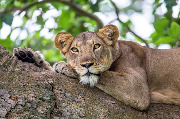 istock Lioness lying on a big tree. Close-up. Uganda. East Africa. 697011374