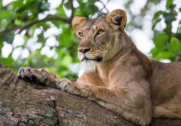 istock Lioness lying on a big tree. Close-up. Uganda. East Africa. 697011400