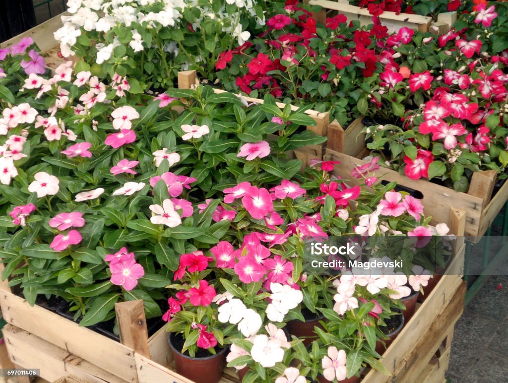 Varios híbridos de jardín bálsamo (touch-me-not, impatiens balsamina) en recipientes de madera, en el mercado de las flores - Foto de stock de Aire libre libre de derechos