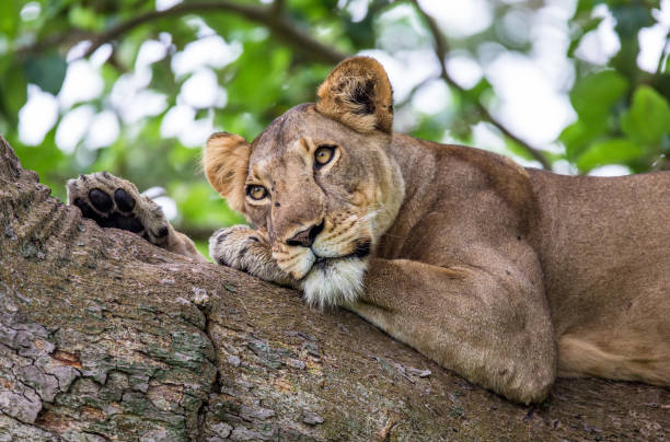 istock Lioness lying on a big tree. Close-up. Uganda. East Africa. 697011450