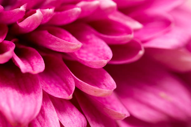 istock red flower chrysanthemum as background. close 697011698