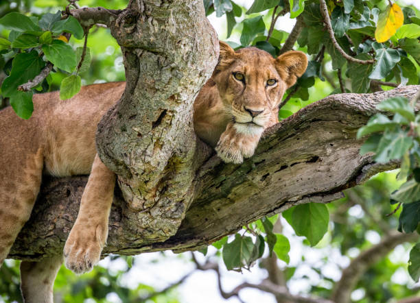 istock Lioness lying on a big tree. Close-up. Uganda. East Africa. 697015500