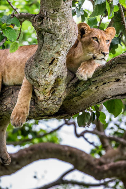 istock Lioness lying on a big tree. Close-up. Uganda. East Africa. 697015502