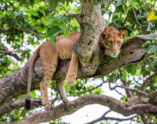 istock Lioness lying on a big tree. Close-up. Uganda. East Africa. 697015620