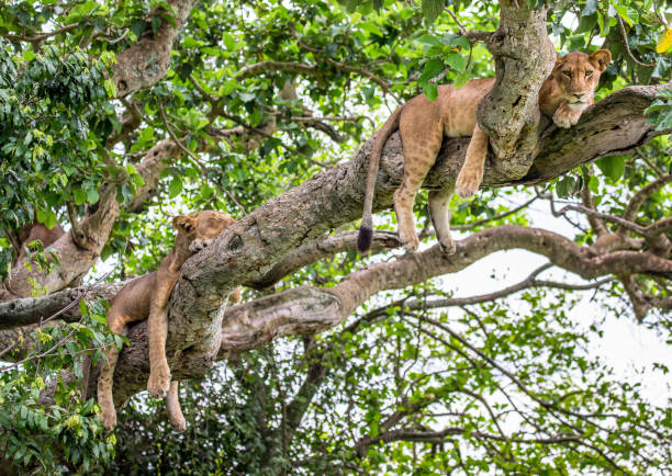 istock Two lionesses lie on a big tree. Close-up. Uganda. East Africa. 697015640