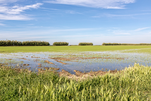 Rice farming in in the southern Camargue district, South France