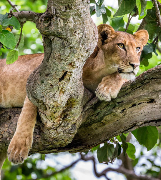 istock Lioness lying on a big tree. Close-up. Uganda. East Africa. 697015918