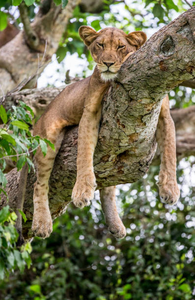 istock Lioness lying on a big tree. Close-up. Uganda. East Africa. 697016262