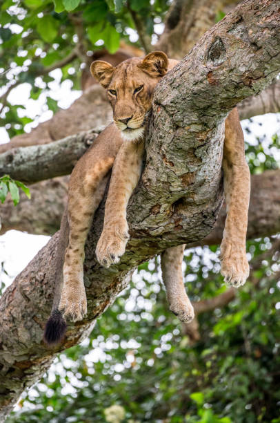 istock Lioness lying on a big tree. Close-up. Uganda. East Africa. 697016270