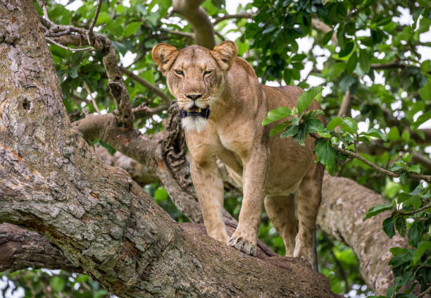 istock Lioness on a big tree. Close-up. Uganda. East Africa. 697016432