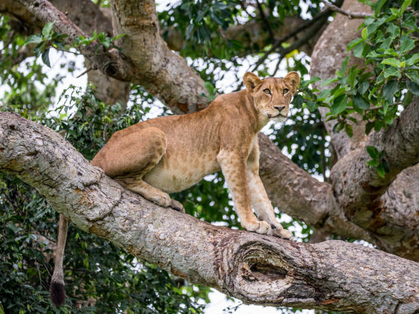 istock Lioness on a big tree. Close-up. Uganda. East Africa. 697016602