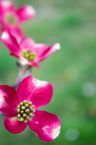istock Blooming Dogwood Tree Flowers 697016628