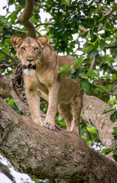 istock Lioness on a big tree. Close-up. Uganda. East Africa. 697016694