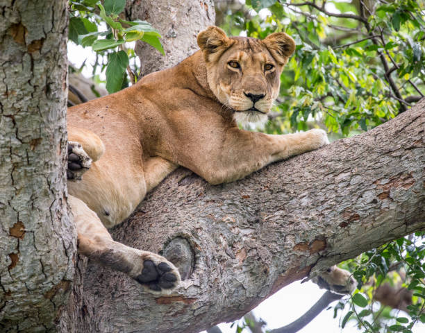 istock Lioness lying on a big tree. Close-up. Uganda. East Africa. 697016752