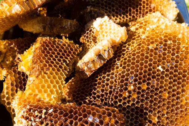 istock Bee on honeycomb, fresh honey from wild bees. 697020902