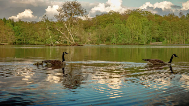 istock Life at the lake 697021150
