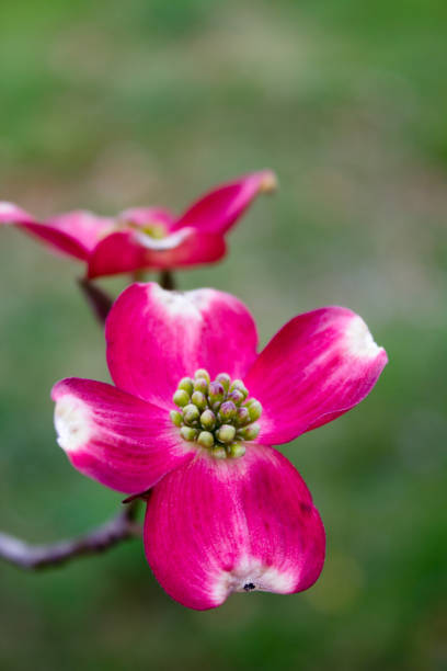 istock Blooming Dogwood Tree Flowers 697021380