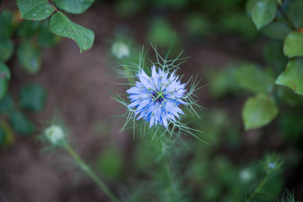 Love-in-a-mist, 