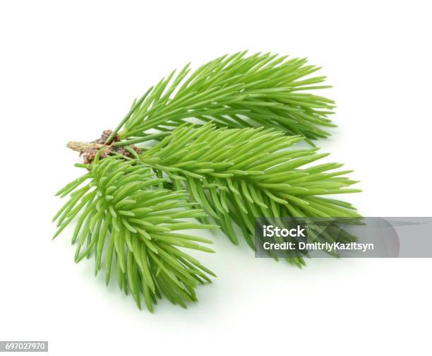 Young Sprig Of Spruce Isolated Stock Photo - Download Image Now - Spruce Tree, Pine Tree, Pine Wood - Material