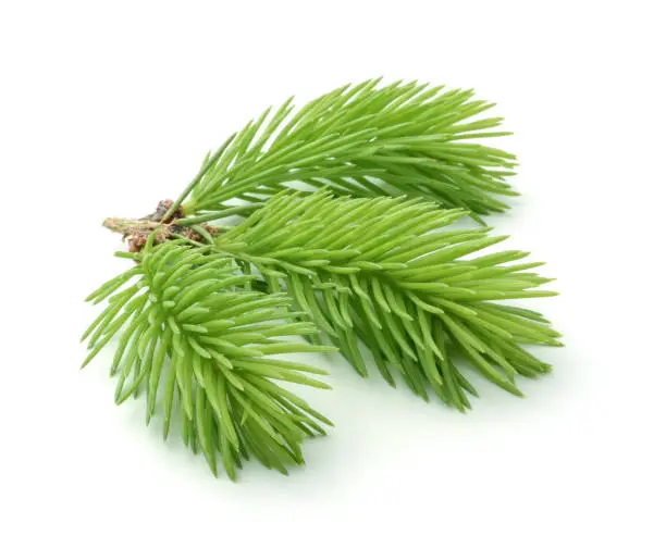 Young sprig of spruce isolated on white background