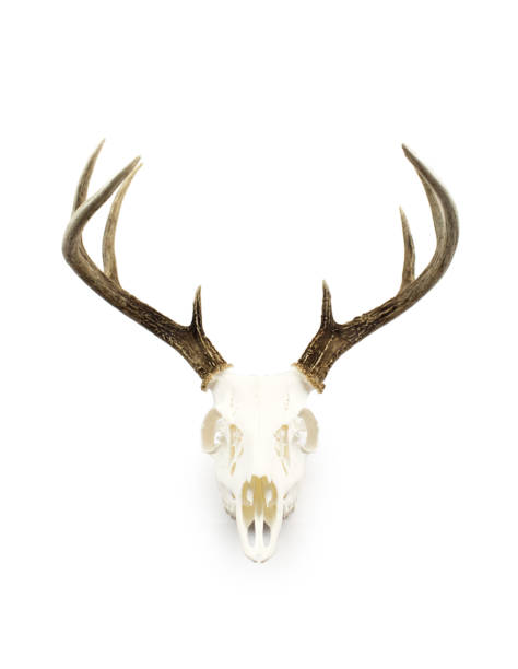 Whitetail Deer Buck Antlers and Skull A whitetailed deer buck antlers and skull european mount on a white background. bucktooth stock pictures, royalty-free photos & images