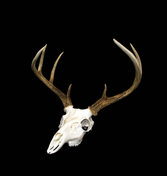 istock Whitetail Deer Buck Antlers and Skull 697028192