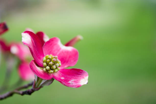 istock Blooming Dogwood Tree Flowers 697028292