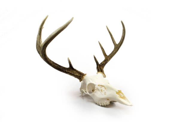 オジロ鹿シカ バックの角と頭蓋骨 - antler stag trophy animal skull ストックフォトと画像