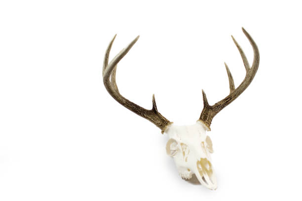 istock Whitetail Deer Buck Antlers and Skull 697030324