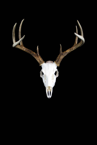 istock Whitetail Deer Buck Antlers and Skull 697030344