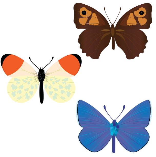 Collection of three common butterflies Collection of three common butterflies; Maniola Jurtina; Anthocharis Cardamines; Polyommatus icarus anthocharis cardamines stock illustrations