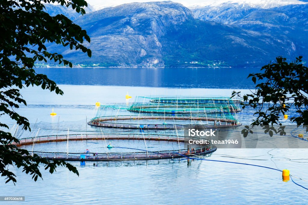 Salmon fish farm with cages and hoses Fish farm situated in one of the fjords of Western Norway marked with yellow boyes Agriculture Stock Photo