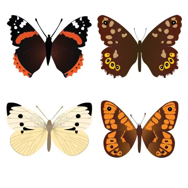 Vector illustration of Collection of four common butterflies