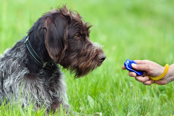 cane da caccia e mano con clicker - dog education holding animal foto e immagini stock
