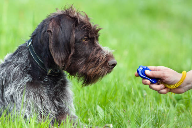 istock hunting dog and hand with clicker 697031440