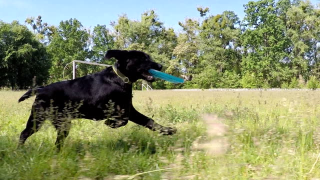 Black labrador runs with the frisbee. Slow motion.