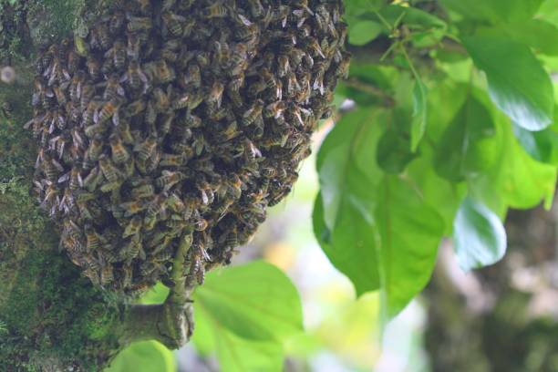 istock Swarm of honey bees on tree 697038228