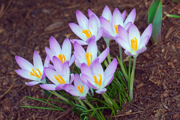 istock Woodland crocus flowers 697040674