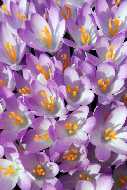 istock Woodland crocus flowers 697040682