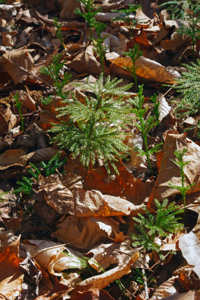 plat-ramifiés arbre-clubmoss - clubmoss photos et images de collection