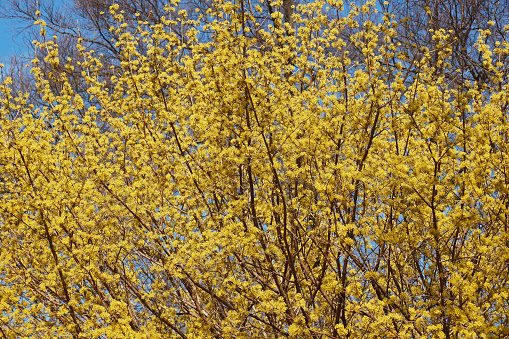 Spring Glow Cornelian cherry dogwood (Cornus mas Spring Glow)