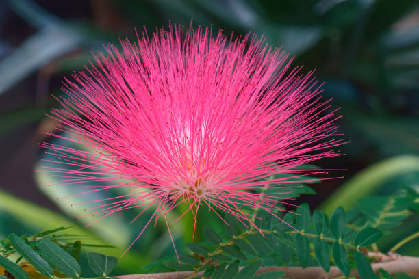 istock Surinam Powderpuff flower 697040736