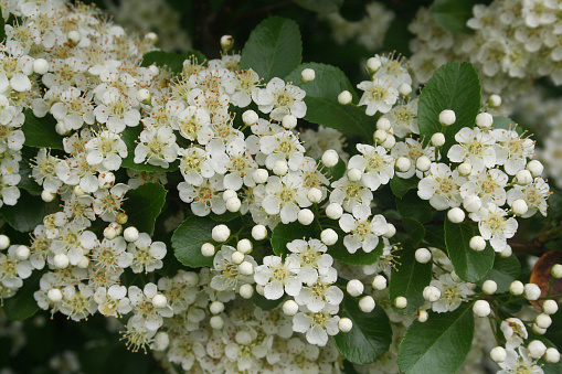 White flowers of Pyracantha bush