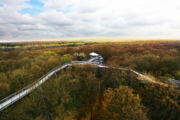 istock Canopy Walkway in Germany, Hainich National Park 697044542