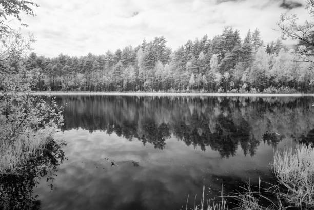 istock forest lake in hot summer day. infrared image 697044796
